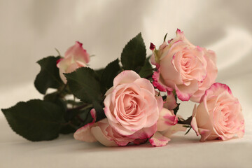 Pink rose flower bouquet on silk fabric beige background.
