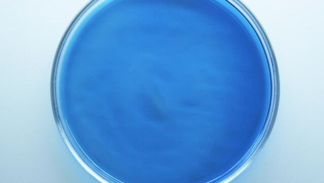 Petri dish with blue liquid. Chemical experiments and education. Blue and white colonies. Ripples on the surface. Top view. Lab conditions on agar plates with bacterial food. Perfume. Cosmetics.