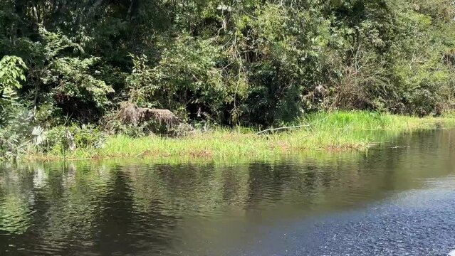 Fahrt auf dem Amazonas Fluss