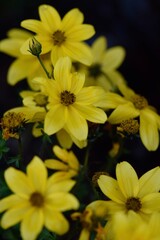 yellow flower