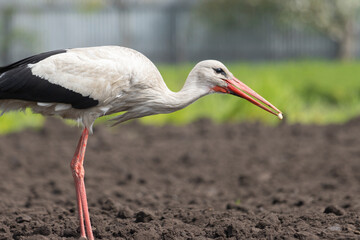 The stork holds in its beak the larva of the cockchafer
