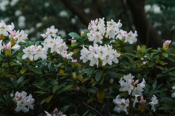Fototapeta premium flowers in the garden