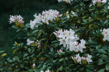 white flowers in the garden