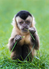 Naklejka premium Capuchin monkey ( Cebinae ) Picture 2/2