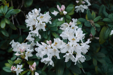 white flowers in the garden