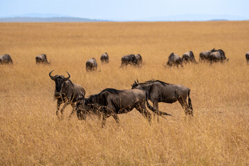Naklejka na ściany i meble Herd of wildebeest in Masai Mara National Park during the great migration of animals. The wildebeest are located in the savannah during a sunny day of safari.
