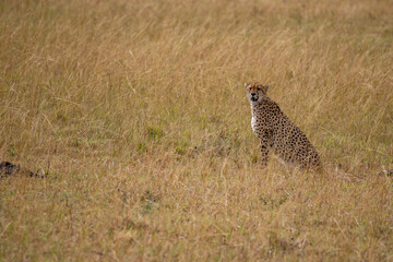 Cheetah in the savannah looking for a prey to hunt, Masai Mara National Park, Kenya. 