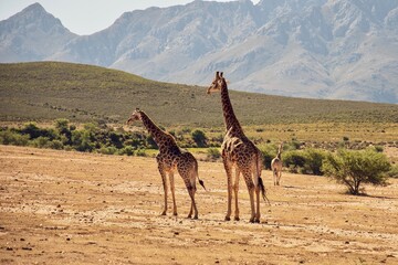 Girafs in front of Swartberg Mountains