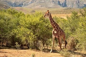 Giraffes in front of Swartberg Mountains