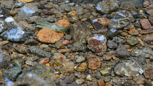 Free nature theme rocks in shallow water. very clear water in a tropical forest