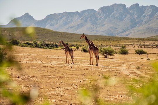Girafs in front of Swartberg Mountains