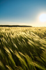 Obraz premium fresh spring crops in the wind at sunset