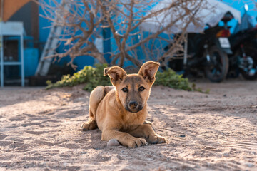 A stray dog lying on the street.