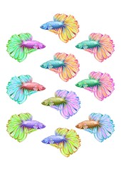 Fototapeta premium fish aquarium cockerel set colorful watercolor