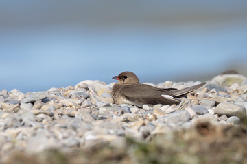 The collared pratincole (Glareola pratincola) or common pratincole or red-winged. Waders or shorebirds.