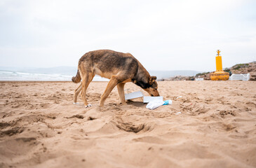 Obraz na płótnie Canvas Stray dog looking for food.