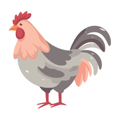 Young rooster standing on white background