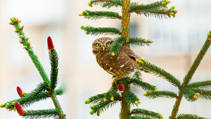 Close-up portrait of a little owl sitting on a Christmas tree, christmas tree branch with cones