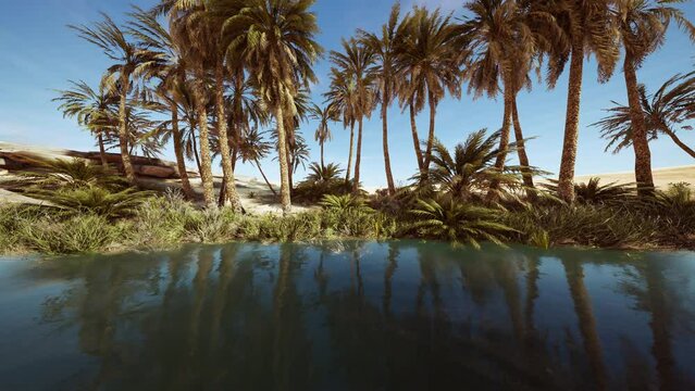 An desert oasis in the Oman