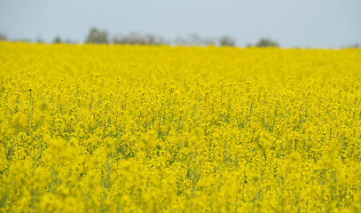 Rapeseed blooming in the field. Yellow rape flowers close-up. Growing plants for the production of oil.