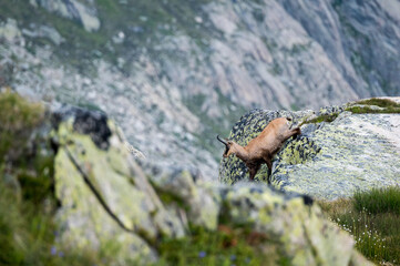 chamois above Grimselsee in the Bernese Alps