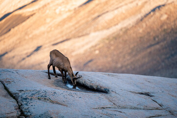 chamois (Rupicapra rupicapra) on a rock at Grimselpass