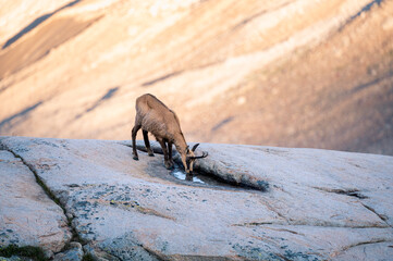 chamois (Rupicapra rupicapra) on a rock at Grimselpass