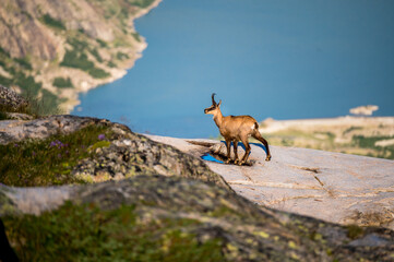 chamois (Rupicapra rupicapra) on a rock at Grimselpass