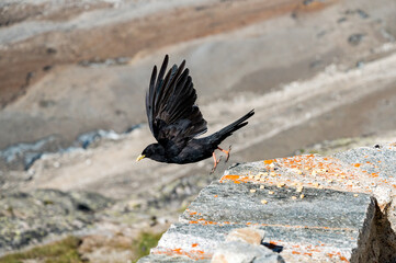 Alpine chough (Pyrrhocorax graculus) starting with open wings