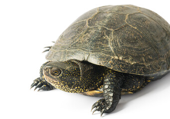 Large turtle isolated on a white background.
