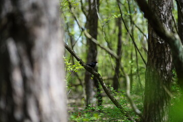 Kos siedzący na gałęzi w lesie w słoneczny dzień