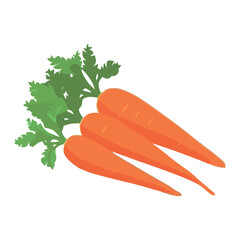 Fresh organic carrot, symbol of healthy lifestyle