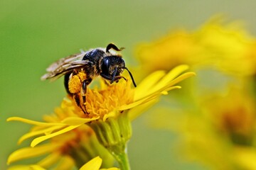 bee on yellow flower