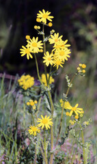 Fototapeta premium In spring, Senecio vernalis grows in nature