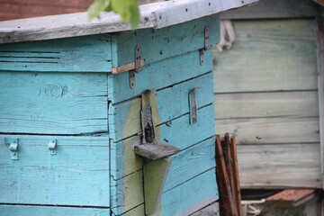 bees in a beehive