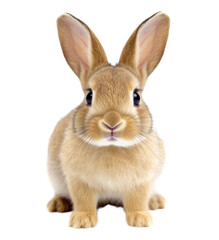 White rabbit isolated on white, transparent background, PNG, generative ai