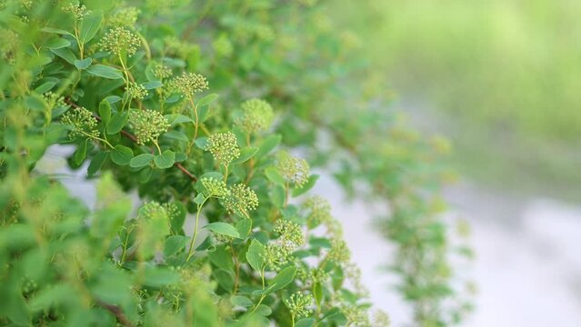 Green spirea bush, 4k resolution slow motion video.