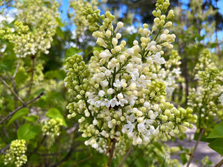 white lilac blooms in the city in spring