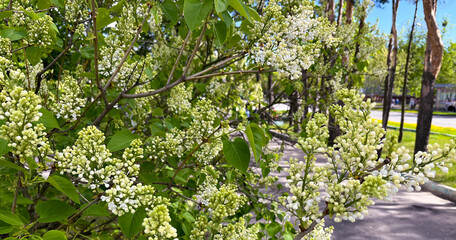 white lilac blooms in the city in spring