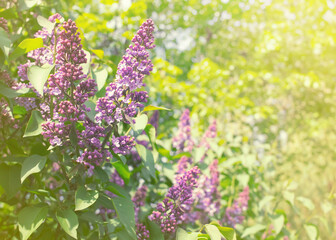 lilac bushes close-up. background with branches of spring lilac. blooming lilac in the park.