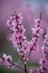 A peach blooms in the spring garden. Beautiful bright pale pink background. A flowering tree branch in selective focus. A dreamy romantic image of spring. Atmospheric natural background