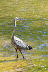 Great blue heron wading in river looking for fish
