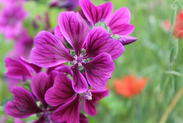 Obraz premium Pink and purple flowers in the garden of Milan