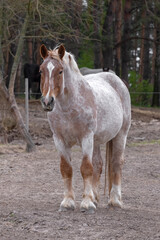 A large horse of the weight breed in an open pen. A hardy horse for work in the village. A horse in a paddock. Equine breed. A weighty breed. A strong farm animal. Massive body. Human assistant.