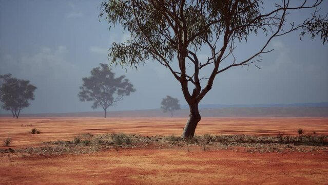 Desert trees in plains of africa under clear sky and dry floor