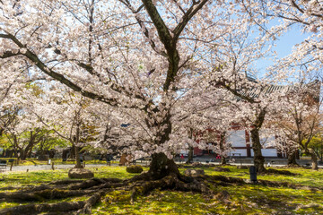 Beautiful Sakura blossoms during the spring season in the park. Kyoto, Japan