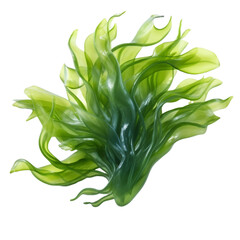 seaweed isolated on transparent background cutout , generative ai - obrazy, fototapety, plakaty