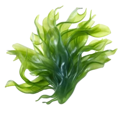 Poster seaweed isolated on transparent background © PNG WORLD