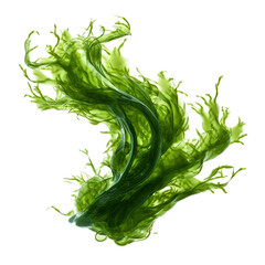 seaweed isolated on transparent background - obrazy, fototapety, plakaty