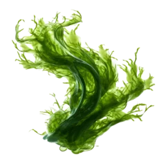Foto op Canvas seaweed isolated on transparent background © PNG WORLD